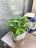 JCZS步步高發(fā)財樹(shù)小盆栽植物辦公室內原生好養盆景花卉綠植擺件 單桿發(fā)財樹(shù)(早安盆)+復合肥 曬單實(shí)拍圖