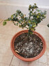 曼杉園（manshanyuan）微型月季歐月小苗多季陽臺庭院系列豐花重復(fù)開花花卉花苗多色大花 白桃妖精 小中苗20-30cm帶土球 曬單實拍圖