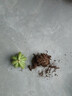 多肉植物小盆栽批發(fā)套裝多肉組合桃蛋玉露綠植花卉桌面陽(yáng)臺辦公桌 果凍乙女心3cm不帶盆土 曬單實(shí)拍圖
