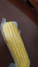 三胖蛋水果玉米228g 內蒙真空包裝玉米棒 開(kāi)袋即食 速食早餐 雜糧粗糧 曬單實(shí)拍圖