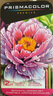 霹靂馬（PRISMACOLOR）彩色鉛筆彩鉛筆12色花園彩鉛畫(huà)筆套裝三福繪畫(huà)美術(shù)生專(zhuān)用手繪 曬單實(shí)拍圖