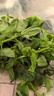 千牛優(yōu)福新鮮羅勒葉50g-500g 食用西餐香料九層塔 披薩草 甜羅勒 歐羅 250g 曬單實(shí)拍圖