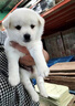 中華田園犬小型長(cháng)不大狗狗活物狗崽高智商適合小孩家養的狗仔幼犬 田園級 白色狗狗+狗糧+狗籠+包郵 公 曬單實(shí)拍圖