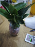 金鉆花卉綠植四季開(kāi)花濃香盆栽室內面客廳凈化空氣好養活 金鉆粉色 曬單實(shí)拍圖