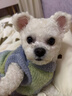 TOUCHDOG它它狗狗新年秋冬衣服毛衣背心冬天防靜電保暖中小型犬 深海秘境 S-建議4-6斤 曬單實(shí)拍圖