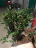 呆果丁廣西柑橘嫁接果樹(shù)苗無(wú)核沃柑砂糖橘子茂谷皇帝柑脆蜜脆皮金柑金桔 皇帝柑苗 一年苗30-40CM高（帶土帶葉） 曬單實(shí)拍圖