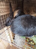 成年大型新西蘭白肉兔比利時(shí)肉兔黃兔黑兔八點(diǎn)黑活體種兔大兔子 中華黑兔（母） 3斤 曬單實(shí)拍圖