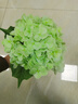 花點(diǎn)馨意仿真繡球花深綠色假花裝飾擺件餐桌花束插花拍照道具擺設 5支9729 曬單實(shí)拍圖