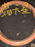 夢(mèng)族園林四季開(kāi)花高桿格?；ň栈ǚN子陽(yáng)臺花海百日草牽?；ㄓ菝廊艘盎ńM合 小雛菊種子1000粒 曬單實(shí)拍圖