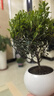 小葉赤楠盆景金絲楠木老樁盆栽大棵辦公室內桌面綠植花卉四季好養 特A級小葉赤楠（白玉圓球盆 ）送底座+肥料 曬單實(shí)拍圖