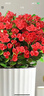 麗格海棠盆栽帶花不斷四季開(kāi)花室內陽(yáng)臺好養花卉玫瑰玻璃海棠 麗格海棠紅色（不含盆） 曬單實(shí)拍圖