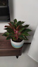 大盆萬(wàn)年紅盆栽吉利紅如意紅掌室內外好養客廳旺宅綠植物四季好養 特A級大盆萬(wàn)年紅25-35cm【基地原盆】 曬單實(shí)拍圖