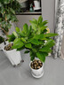 平安樹(shù)客廳盆栽大型植物辦公室內老樁大葉幸福樹(shù)四季常青旺宅綠植 精品平安樹(shù)60厘米（原土發(fā)貨） 原土發(fā)貨 曬單實(shí)拍圖