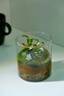 趣味苔蘚微景觀(guān)生態(tài)瓶辦公室桌面客廳茶幾懶人好養綠植玻璃小禮品 豆瓣綠＋苔蘚＋赤玉土＋小兔＋玻璃瓶（玻璃瓶） 曬單實(shí)拍圖