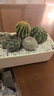 綠蔭巷子仙人掌盆栽組合辦公桌面易養活多肉植物室內創(chuàng  )意綠植小盆景仙人球 【栽好發(fā)貨】大長(cháng)方瓷盆 套餐A 曬單實(shí)拍圖