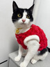 貓咪衣服新年保暖冬季狗狗衣服防掉毛德文布偶貓馬年寵物衣服過(guò)年 紅色【新年穿新衣】拜年色 S【胸圍30-背長(cháng)24cm】2-4斤貓咪 曬單實(shí)拍圖