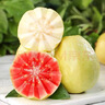 雙拼芭樂(lè )脆甜軟糯兩種吃法紅心番石榴白心奶油芭樂(lè )水果現摘新鮮 帶箱3斤紅/白心混裝特大果 曬單實(shí)拍圖