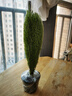 海蒂的花園旗艦店室內盆栽植物龜背竹秋海棠辦公室客廳桌面觀(guān)葉綠植盆栽 香松11cm盆 含盆 曬單實(shí)拍圖