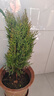 灑金柏樹(shù)苗松柏苗木盆栽地栽花卉庭院綠化植物黃金柏原生香松扁柏 灑金柏苗25-35cm高一顆 不含盆帶 土球發(fā)貨 曬單實(shí)拍圖