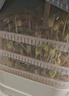 摩動(dòng)豆芽機家用全自動(dòng)噴淋智能發(fā)芽豆牙盆神器自制小型綠豆催芽苗灌盆三層四季可用豆芽機DY01 自動(dòng)豆芽機DY10 曬單實(shí)拍圖