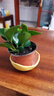 盆栽室內綠植辦公室客廳四季常青水培土培 【新品圓葉金鉆】4至6棵丨帶原盆原土 苗情高度8到12厘米 曬單實(shí)拍圖