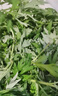 艾草新鮮食用清明草艾蒿當季蔬菜生艾草葉艾粄糍粑青團現摘嫩艾葉 2500g 曬單實(shí)拍圖