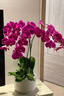 Only you【兩小時(shí)達】蝴蝶蘭帶花苞花劍花盆真花蘭花盆栽開(kāi)業(yè)喬遷生日禮物 10株紫色（瓷盆隨機） 曬單實(shí)拍圖