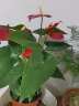 蝴蝶之舞红掌一帆风顺盆栽植物室内花卉好养土培大盆水养四季常青绿植 红掌3-4朵花 含盆 实拍图