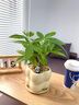 JCZS發(fā)財樹(shù)盆栽旺宅桌面盆景辦公室綠植室內客廳中式禪意四季植物 【精選三桿】發(fā)財樹(shù)(原土盆) 送肥料 曬單實(shí)拍圖