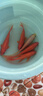 冷水鸚鵡魚(yú)招財魚(yú)血鸚鵡紅金魚(yú)冷水觀(guān)賞魚(yú)活體魚(yú)苗好養耐活發(fā)財魚(yú) 冷水血鸚鵡5條【13-15cm】 曬單實(shí)拍圖
