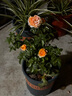 果汁陽臺月季花苗四季開花卉盆栽綠植物室內(nèi)花易活玫瑰帶花苞庭院 果汁陽臺【大花濃香，月月開分枝多】 【帶花苞】【盆口徑15cm】原盆冠25高35 曬單實拍圖