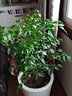 仟草集幸福樹(shù)盆栽富貴樹(shù)綠色植物辦公室綠植花卉室內(nèi)植物大小盆栽盆景 50-60厘米高 曬單實(shí)拍圖