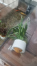 寵小俠水草植物魚(yú)缸真草造景生態(tài)全套擺件養魚(yú)增氧鋪底陰性水培凈化綠植 【賽級精品】紅波+南美青竹 曬單實(shí)拍圖