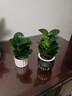 圓葉吸毒王碧玉公主豆瓣綠年宵花擺件植物桌面四季常青花凈化空氣 碧玉+提拉米蘇樹(shù)脂盆【送營(yíng)養土+肥】 曬單實(shí)拍圖