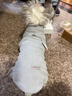 POPOCOLA小狗狗衣服冬季保暖泰迪比熊雪納瑞寵物小型犬貓咪秋冬可牽引衛衣 波浪紋搖粒絨衛衣【灰色】 2XL【建議體重17-20斤】 曬單實(shí)拍圖
