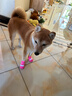 阿莫爾狗狗襪子防滑腳套不掉防臟防抓爪套泰迪比熊中小型犬寵物貓咪鞋子 粉兔子 L 建議8-15斤  寬35mm長(cháng)90mm 曬單實(shí)拍圖