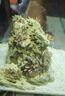 奶嘴海葵超奶珊瑚活體?？铙w珊瑚活體奶嘴珊瑚活體配小丑魚(yú)共生 超奶綠奶嘴 14-15CM 曬單實(shí)拍圖