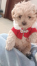 混血馬爾泰幼犬韓系小體長(cháng)不大小型香檳泰迪熊茶杯犬活體串串狗狗 田園級 混血馬爾泰+狗糧+狗籠+包郵 母 曬單實(shí)拍圖