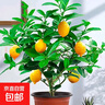 香水檸檬樹(shù)苗水果盆栽可食用驅蚊濃香好養陽(yáng)臺四季花卉室內綠植物 香水檸檬樹(shù)25-30cm(原土帶葉 全國可種) 曬單實(shí)拍圖
