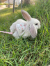 夢(mèng)茜兒（MEXEMINA）兔子活物侏儒兔鳳眼小型茶杯兔長(cháng)不大不咬人寵物荷蘭垂耳兔子活體 霜白垂耳兔【公母可選】 曬單實(shí)拍圖