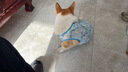 智宙柯基衣服狗狗夏季薄款衣服防掉毛柯基泰迪比熊柴犬寵物可愛(ài)小背心 藍色獨角獸【L建議22-28斤】 曬單實(shí)拍圖