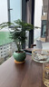 iosn小文竹植物盆栽室內辦公室擺件茶書(shū)房桌面綠植花卉好養客廳小盆景 文竹+紛白冰裂陶瓷盆+竹托 曬單實(shí)拍圖
