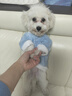 狗狗貓咪新款牽引衣服比熊博美寵物小型幼犬泰迪秋冬季絨衣 邦迪藍 M【建議4-7斤】 曬單實(shí)拍圖