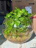 京云夢(mèng)銅錢(qián)草水培盆栽室外金錢(qián)草綠植吸綠植花草植物1盆原土源頭直發(fā) 曬單實(shí)拍圖