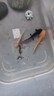 凱希慕六角恐龍魚(yú)觀(guān)賞魚(yú)冷水魚(yú)蠑螈小魚(yú)淡水魚(yú)缸寵物活魚(yú)好養易活網(wǎng)紅魚(yú) 7-10cm墨黑/粉白/黃金共3只 送糧 曬單實(shí)拍圖
