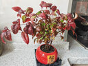 種花迷火焰南天竹盆栽紅紅火火年宵花室內面客廳擺件辦公室綠植花卉植物 火焰南天竹+原土育苗盤(pán)發(fā)貨/總高15-25厘米 曬單實(shí)拍圖