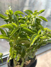 九層塔潮汕金不換盆栽食用主廚房九層塔盆栽食用羅勒植物香料甜羅 3年苗--葉子很香 不帶盆 曬單實(shí)拍圖