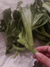 【送沙拉醬】新鮮冰草冰菜沙拉菜火鍋即食生吃生菜送沙拉醬西餐廳 新鮮冰草1斤 曬單實(shí)拍圖