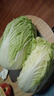 【東東買(mǎi)菜】新鮮水果大白菜去老葉口感脆甜沙拉涼拌炒菜火鍋燉菜 水果大白菜3斤 曬單實(shí)拍圖