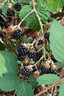 妃里香153黑莓樹(shù)苗四季結果大果雙季黑莓苗盆栽漿果樹(shù)莓果苗南北方種植 4年生脫毒苗（當年結果） 曬單實(shí)拍圖